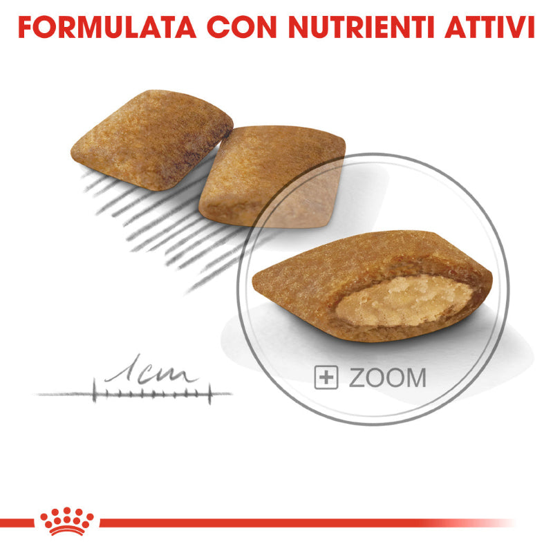 cibo per cani esigenti Royal canin exigent 3kg