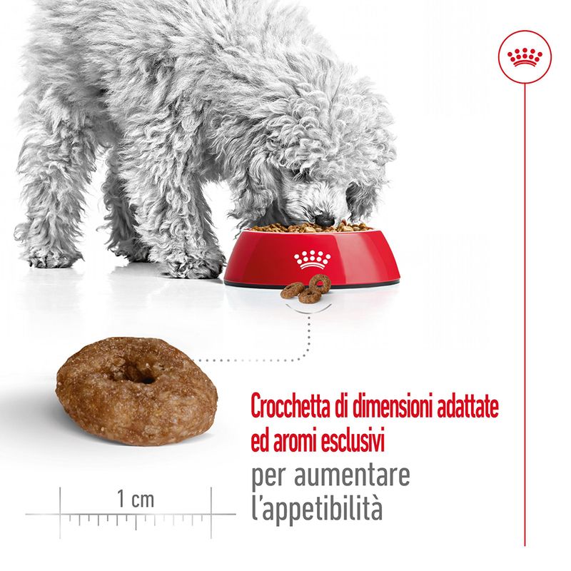 cibo per cani anziani Royal canin mini ageing 12+